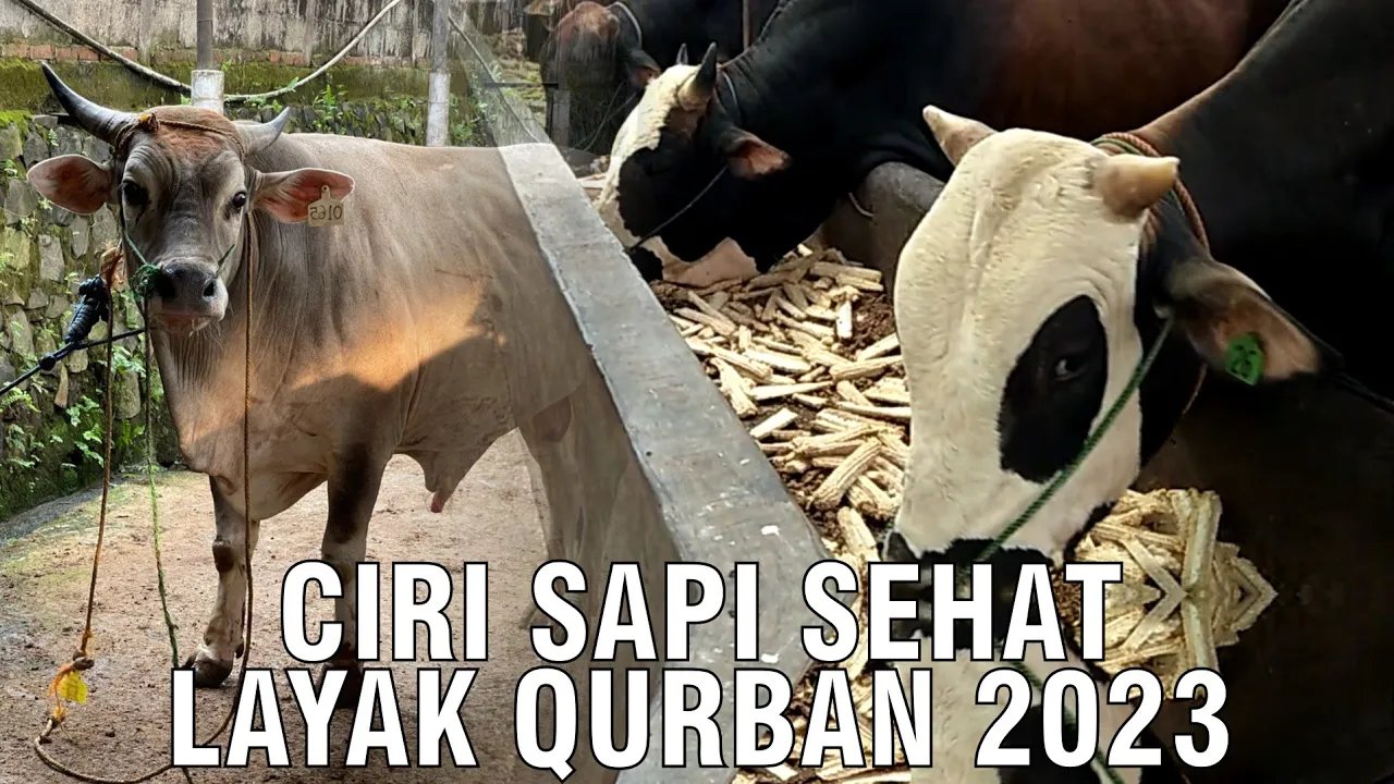 
                                 Ciri-Sapi-Kurban-2023-Sehat-Sesuai-Syariat-Islam